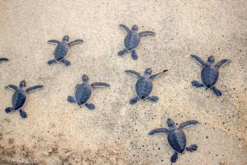 Hotel Turtle Paradise Tangalle Exterior foto