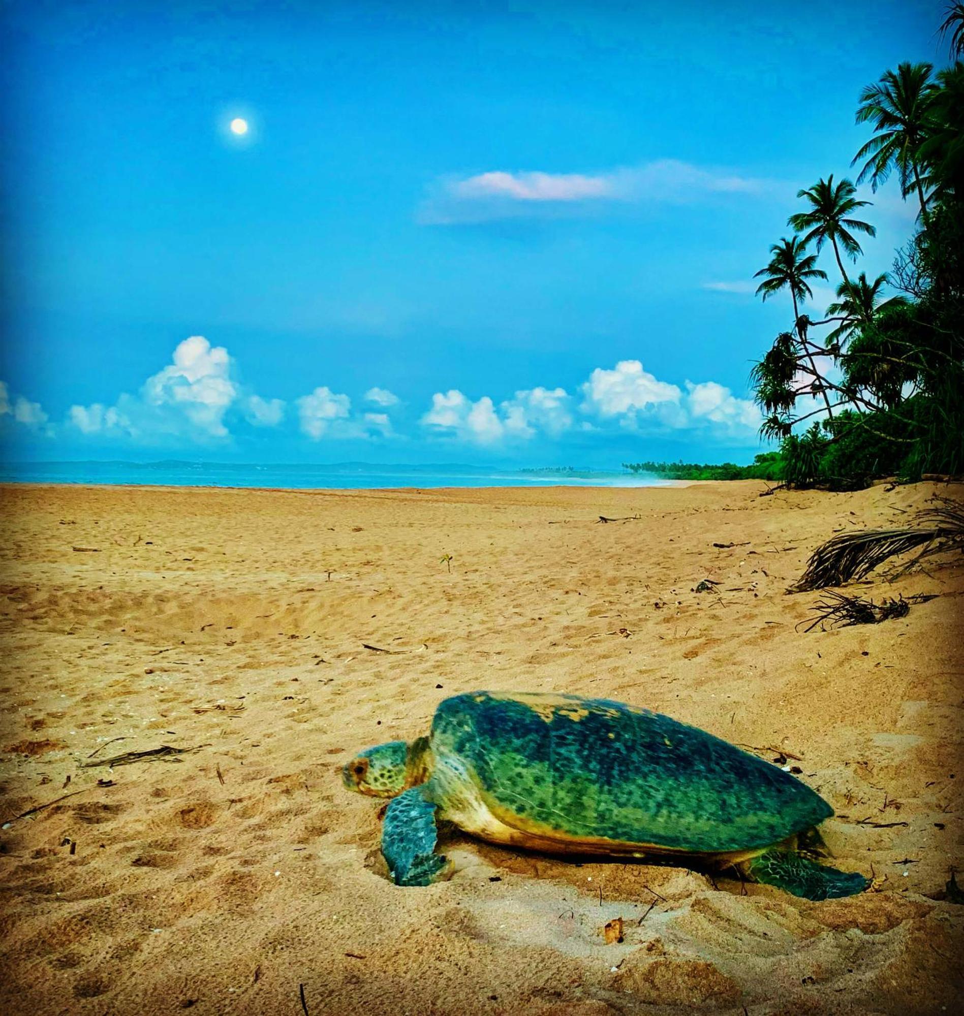 Hotel Turtle Paradise Tangalle Exterior foto